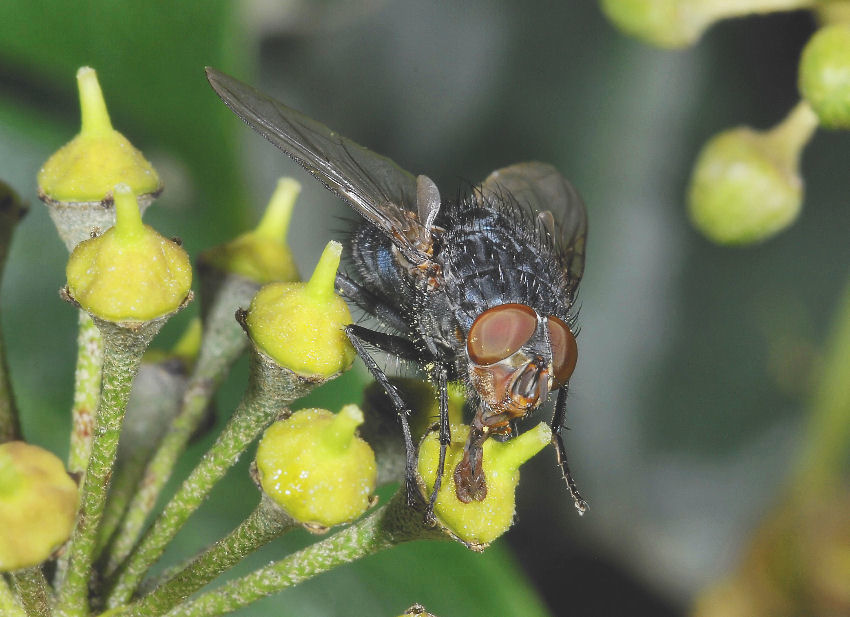 L''ape e la mosca
